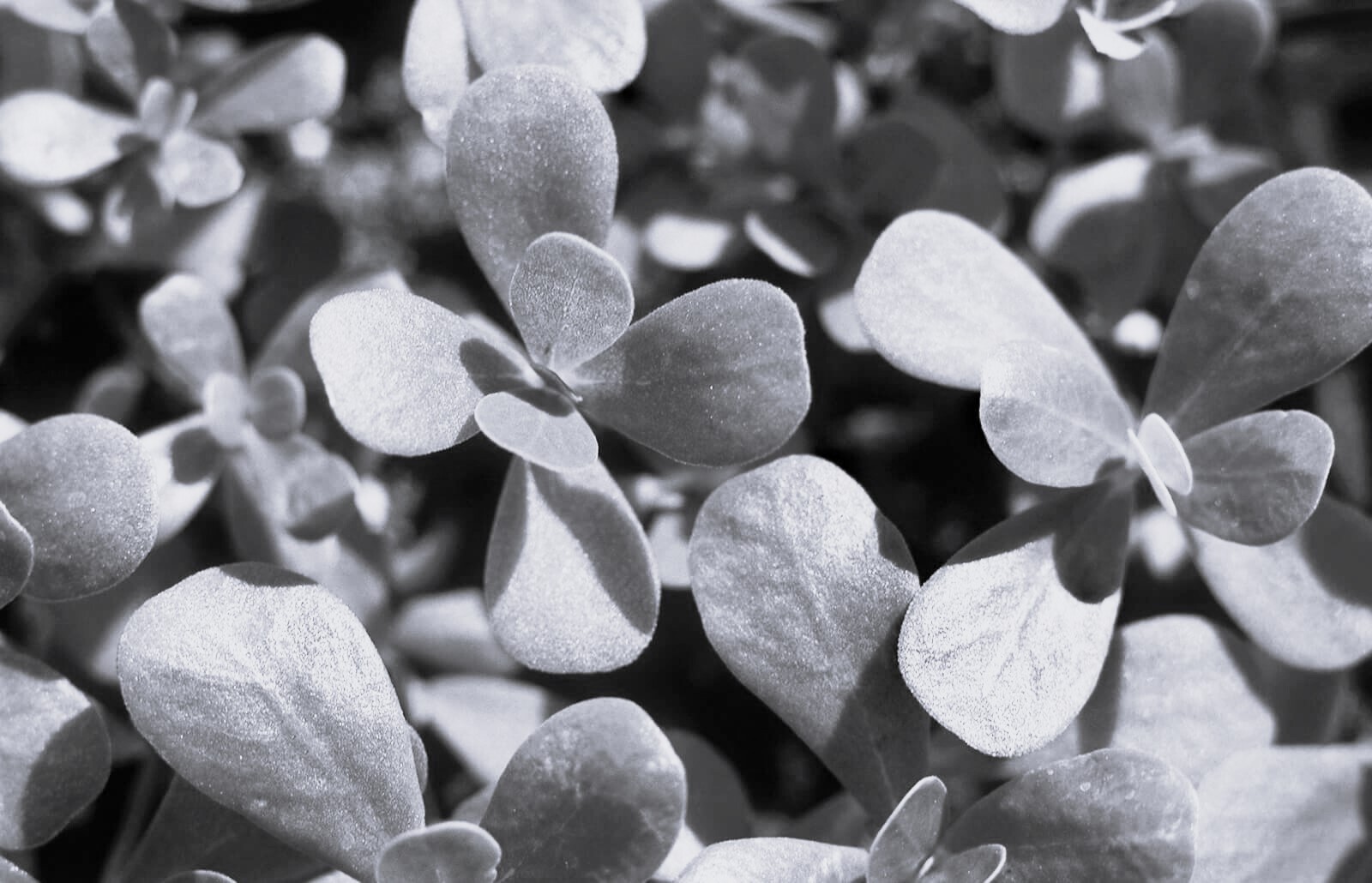 249476 1600x1030 growing harvesting purslane